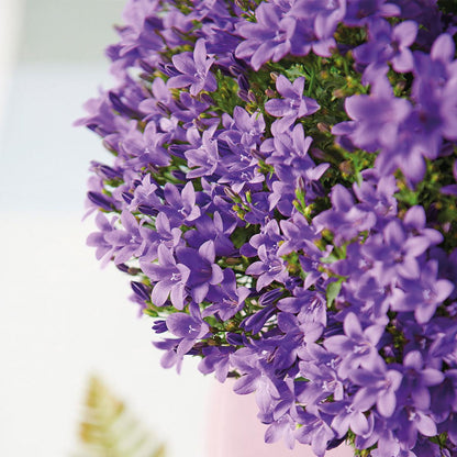 Campanula Addenda Ambella lila 6er Set – Glockenblume violett Topfgröße 12cm – winterhart, lang blühend – Ansicht 14