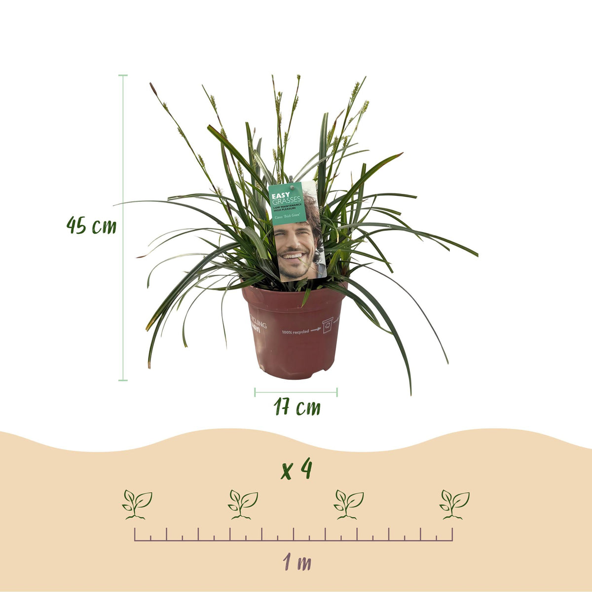 GreenboutiQ - Ziergräser - Carex oshimensis Intense Green - Grün - 1 Pflanze - Immergrün - Winterhart - Topf 17cm Höhe 50cm 