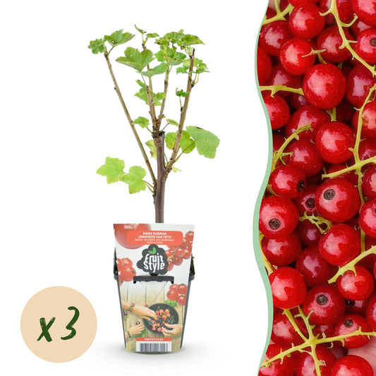 Rote Johannisbeere Ribes rubrum Jonkheer van Tets winterhart 3 Pflanzen Ø9cm Höhe30cm – Ertragreiche Johannisbeerpflanze für Garten Balkon & Terrasse 