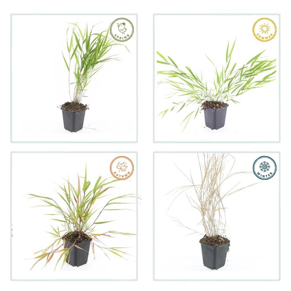 Japan-Zwergschilf Hakonechloa macra – 48 Pflanzen – ↕10-25 cm – Ø9 cm – Japanisches Waldgras – Bodendecker & Ziergras – Pflegeleicht & winterhart 