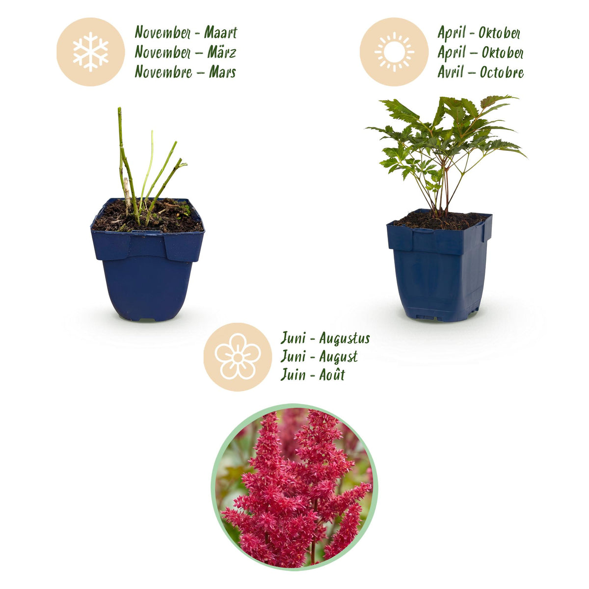 Zwerg-Prachtspiere 'Pumila' – Astilbe chinensis 'Pumila' – 6 Pflanzen – Topf Ø11cm