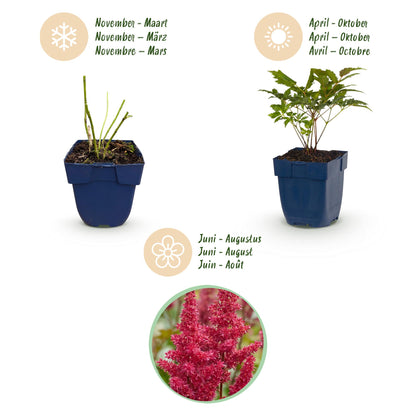 Zwerg-Prachtspiere 'Pumila' – Astilbe chinensis 'Pumila' – 6 Pflanzen – Topf Ø11cm