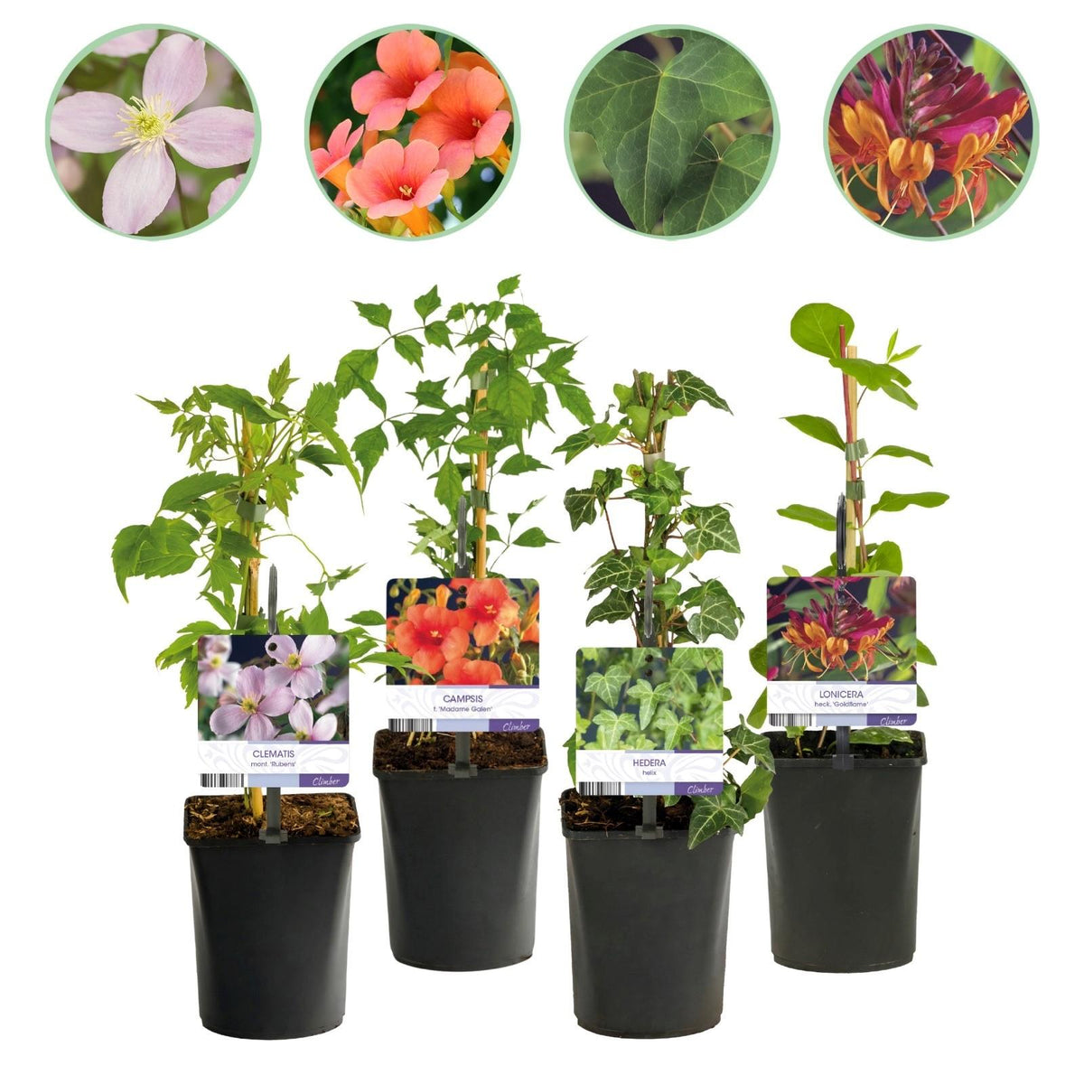 Kletterpflanzen-Set „Rainbow“ – 4 Pflanzen – Clematis montana Rubens, Hedera helix, Lonicera Goldflame, Campsis Madame Galen – Bunt blühend & immergrün – Ø11 cm – Höhe ca. 40 cm 