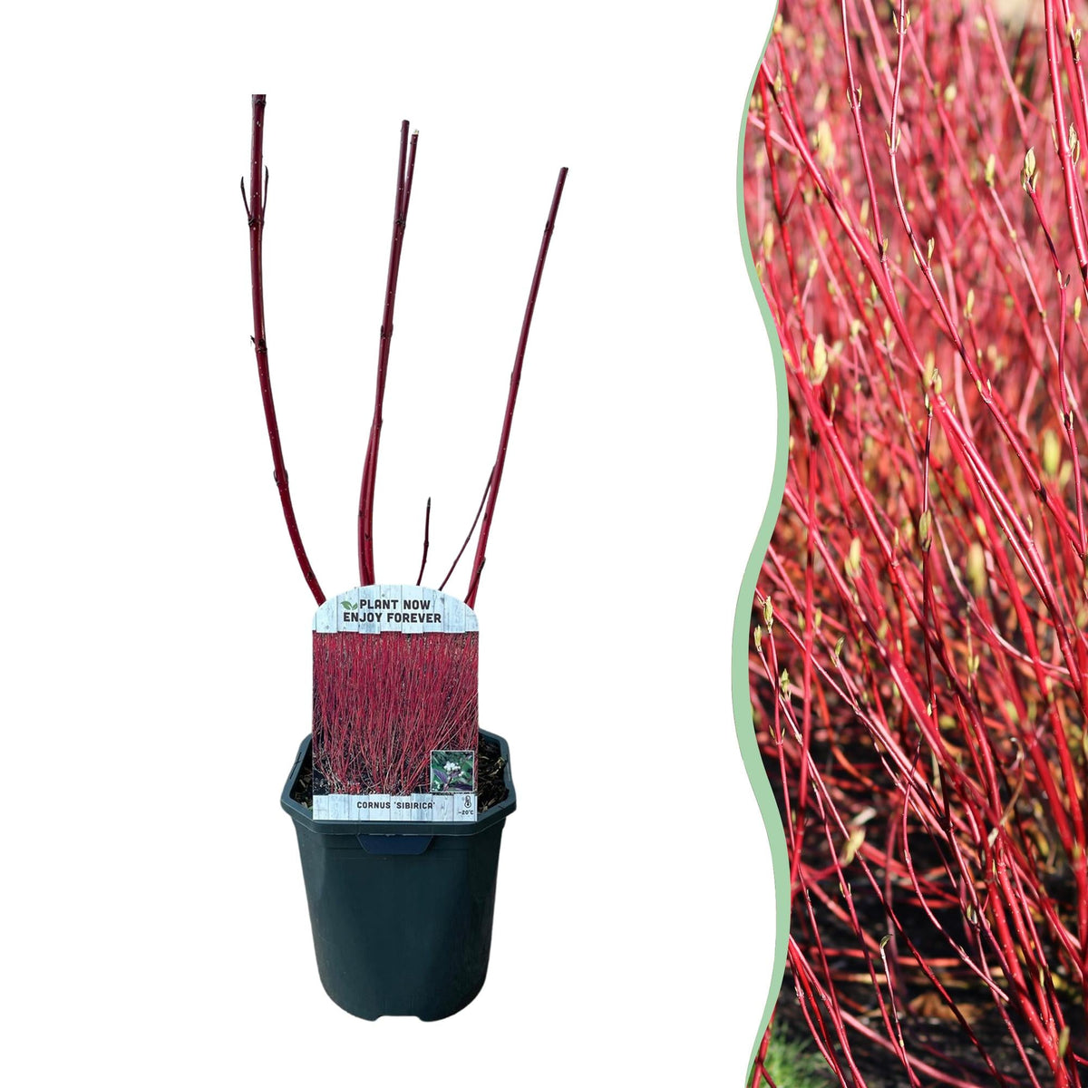 Rotholz-Hartriegel – Cornus alba 'Sibirica' – Ø17cm – ca. 45cm hoch – Zierstrauch mit roten Zweigen – Winterhart & pflegeleicht – Für Hecken & Einzelstellung – Bienenfreundlich 