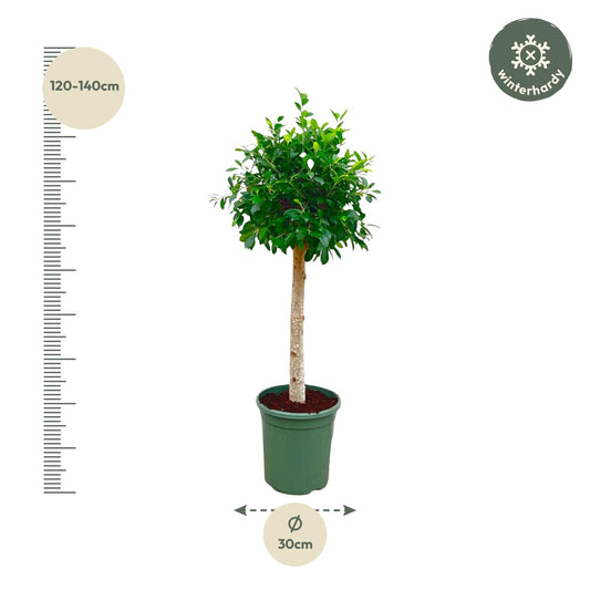 Ficus Nitida op stam - 150 cm - ø30 