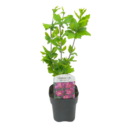 Garteneibisch Hibiscus syriacus Woodbridge – Strauch – Blüte Rosa – Laubabwerfend – Pflegeleicht – 17cm Höhe 45cm – Für Garten & Terrasse 