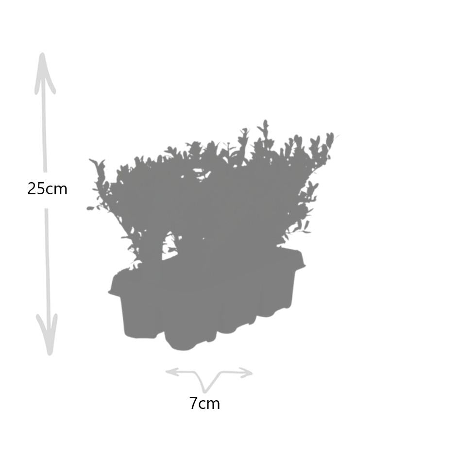 Ilex crenata 'Jenny' – Stechpalme Sträucher – Ø7cm – ↕15cm – 6 Pflanzen – Immergrün, Pflegeleicht & Winterhart – Buchsbaum-Alternative 