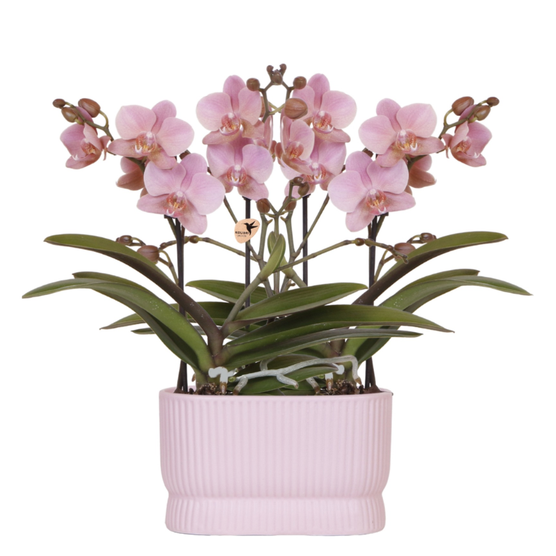 Kolibri Orchids | Rosé Orchideen‑Set im Diabolo Twin Pink Übertopf | zwei altrosa Treviso Orchideen Ø9cm 
