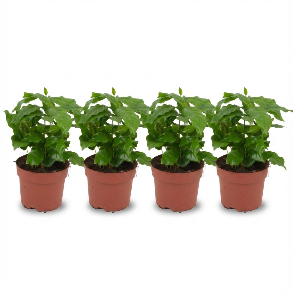 Coffea Arabica Kaffeepflanze – 4 Pflanzen – Ø12cm – Höhe ca.25cm – Tropische Zimmerpflanze mit glänzenden Blättern – Dekorativer Kaffeebaum für Wohnraum & Büro 