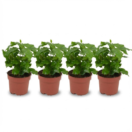Coffea Arabica Kaffeepflanze – 4 Pflanzen – Ø12cm – Höhe ca.25cm – Tropische Zimmerpflanze mit glänzenden Blättern – Dekorativer Kaffeebaum für Wohnraum & Büro 