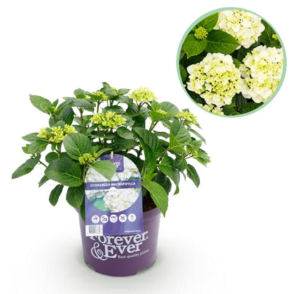 Hortensie Hydrangea macrophylla Forever & Ever Weiß – Balkonpflanze – 7-12 Blüten – Topf 23 cm – Höhe 55 cm – Pflegeleicht – Für Beet, Terrasse & Balkon 