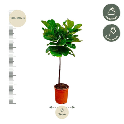Ficus Lyrata – Geigenfeige – ca. 130cm hoch – Ø24cm – Zimmerpflanze mit Stamm – Groß, dekorativ & luftreinigend – Für Wohnzimmer, Büro & Wintergarten 
