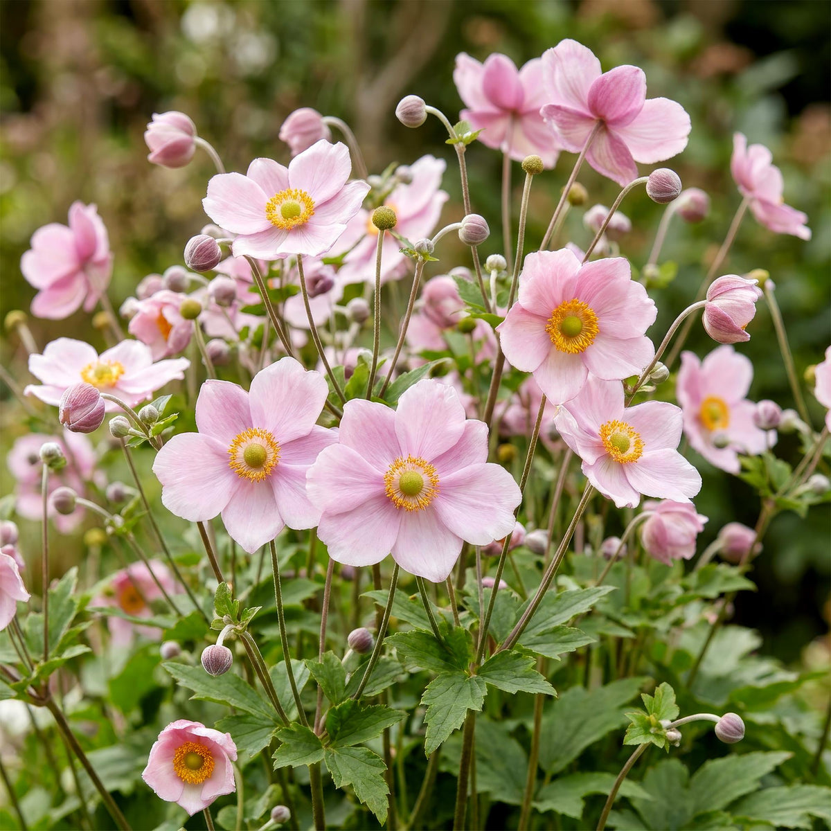 Herbst-Anemone 'Königin Charlotte' – Anemone hybrida 'Königin Charlotte' – 3 Pflanzen – Topf Ø11cm – Ansicht 3