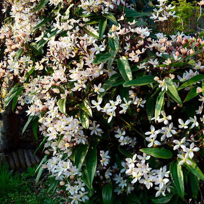 Kletterpflanze – Clematis armandii – Weiße Blüten – Immergrün – Duftend – 11cm – Höhe 40cm – Frühblüher – Pflegeleicht 