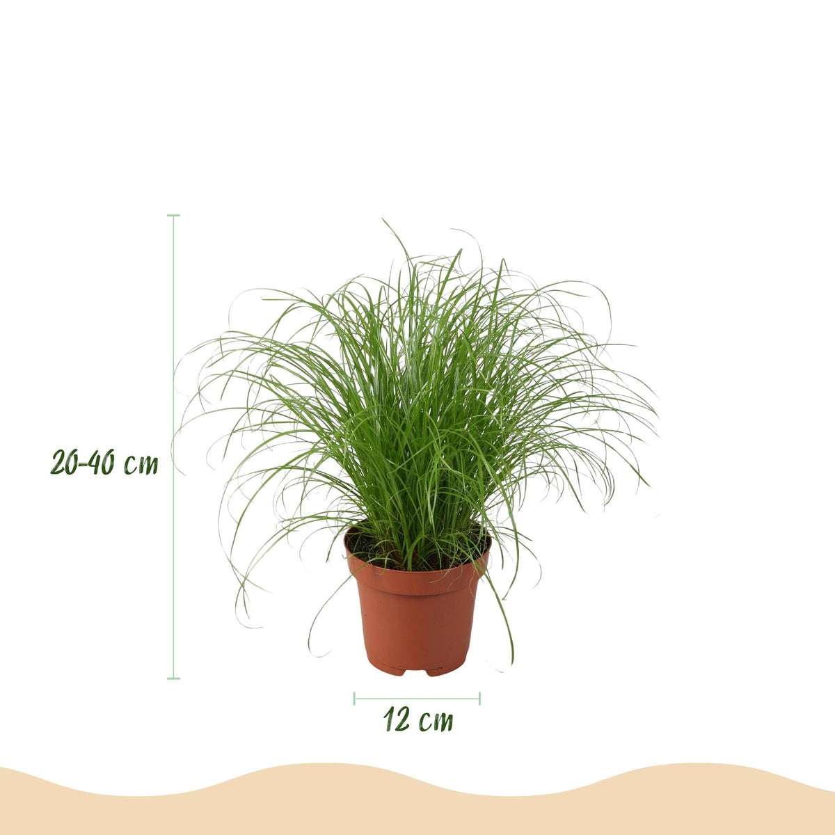 Green boutiQ - Zimmerpflanze - Chlorophytum - Cyperus - Phlebodium - Marantha - Mix aus 4 - Haustierfreundliche Pflanzen - Grün - 4 Pflanzen - mit Potter Grau - Topf 12cm - Höhe 25cm 