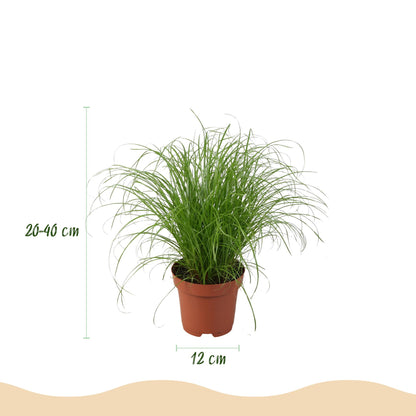 Green boutiQ - Zimmerpflanze - Chlorophytum - Cyperus - Phlebodium - Marantha - Mix aus 4 - Haustierfreundliche Pflanzen - Grün - 4 Pflanzen - mit Potter Grau - Topf 12cm - Höhe 25cm 