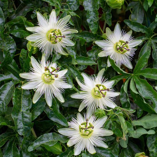 Passionsblume - Passiflora Avalanche - Blüte Weiß - Pflegeleicht - 2 Pflanzen - Topf 11cm Höhe 40cm 