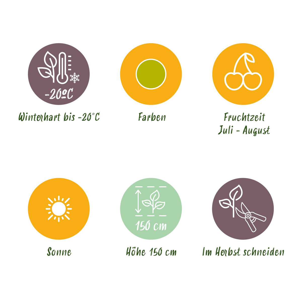 GreenboutiQ - Obstpflanzen - Stachelbeere - Ribes uva-crispa Hinnonmaki Grun - Winterhart - 6 Pflanzen - Topf 9 cm - Grüne Beere 