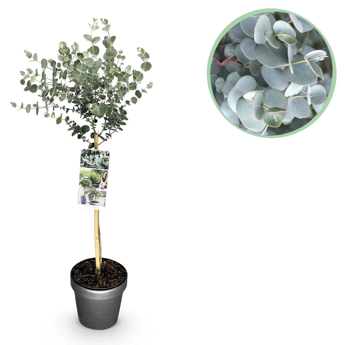 GreenboutiQ - Pflanzen auf Stamm - Eucalyptus gunni Azure - Terrassenpflanze - Immergrün - Winterhart - Graues Blatt - Topf 19 cm Höhe 90 cm 