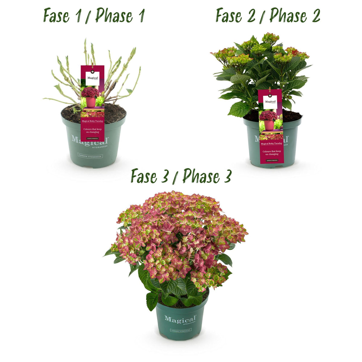 Hydrangea macrophylla Ruby Tuesday & Sapphire – Gartenhortensie – 2 Pflanzen - 23 cm – Höhe 55 cm – Rot und Blau – Balkonpflanze – 6-10 Blüten – Farbmix – Pflegeleicht 