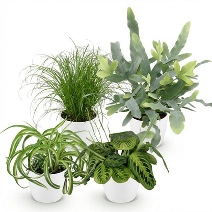 Green boutiQ - Zimmerpflanze - Chlorophytum - Cyperus - Phlebodium - Marantha - Mix aus 4 - Haustierfreundliche Pflanzen - Grün - 4 Pflanzen - mit Potter Weiß - Topf 12cm - Höhe 25cm 