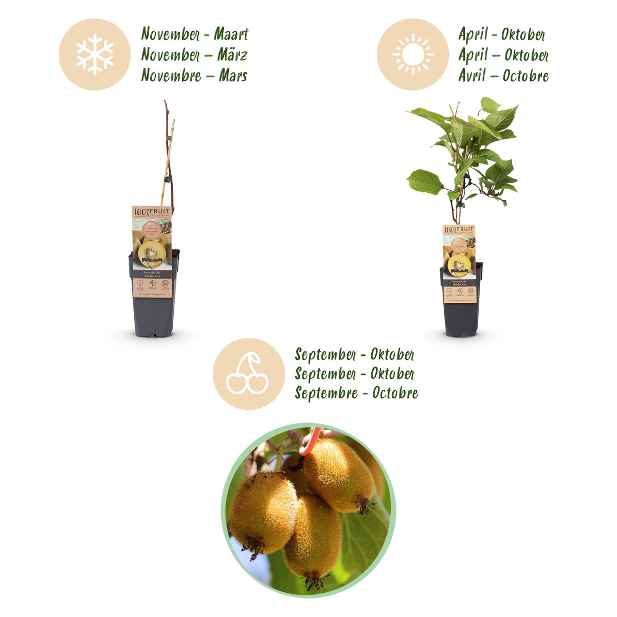 Green boutiQ - Obstpflanze - Actinidia Weiki & Golden Kiwi - Kiwipflanze - 1 Männlich - 1 Weiblich - Pflanzen - Gelb - Topf 15cm - Höhe 50cm 