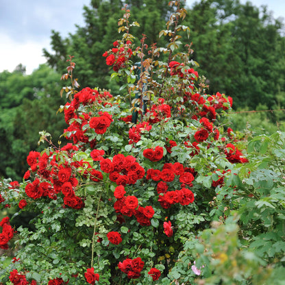 Kletterrose - Rosa Red Climber - Rot - Wenig Pflege - 2 Pflanzen - Topf 11cm Höhe 40cm 