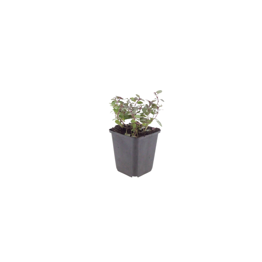 Origanum laevigatum Herrenhausen – 6 Pflanzen – Ø9cm – Höhe 10-25cm – Winterharter Zieroregano – Bienenfreundlich – Für Beet 