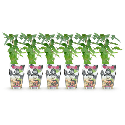 GreenboutiQ - Obstpflanzen - Dornlose Brombeere - Rubus Thornfree - Winterhart - 6 Pflanzen - Topf 9 cm - Schwarze Brombeere 