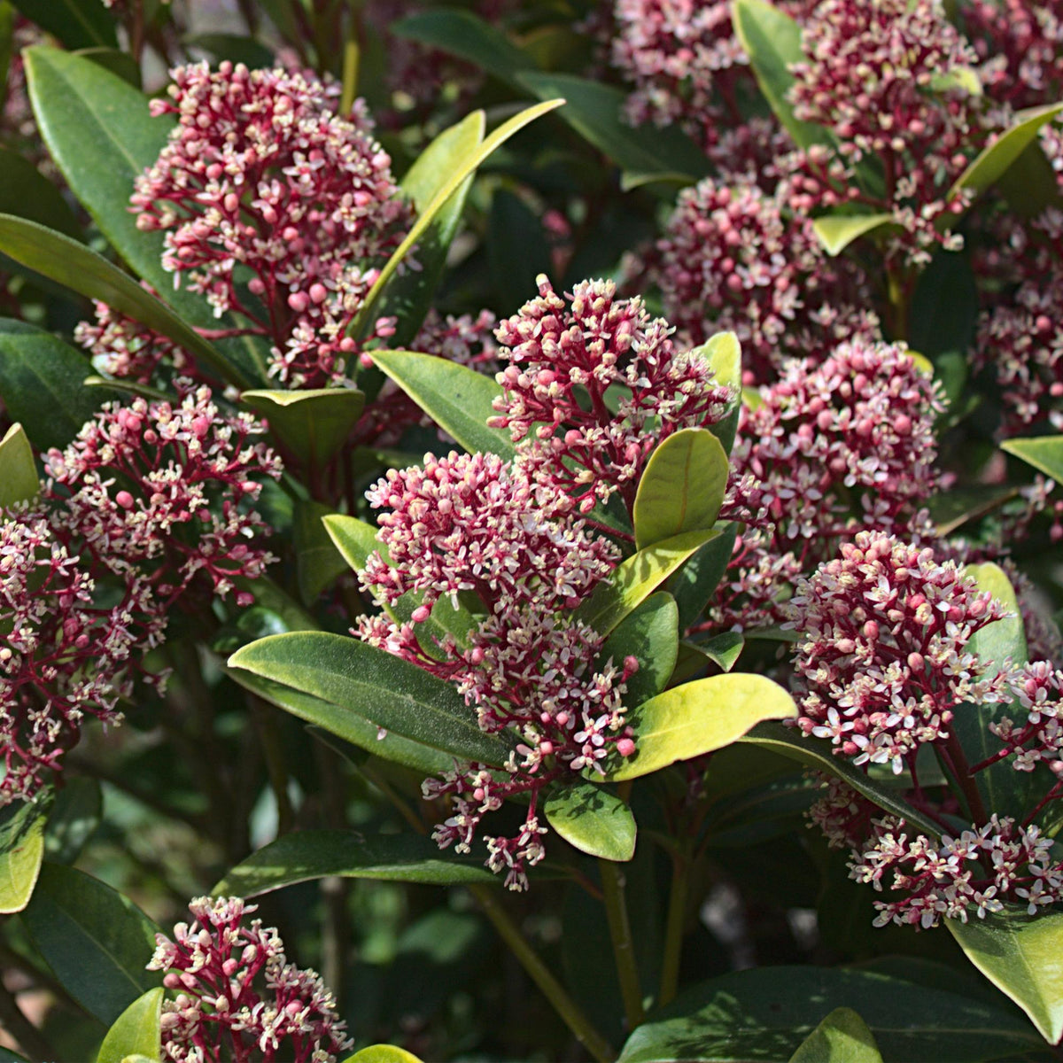 GreenboutiQ - Terrassenpflanze - Skimmia japonica Rubella - Blüte Rot - 40+ Blüten - 1 Pflanze - Winterhart - Topf 19cm Höhe 60cm 