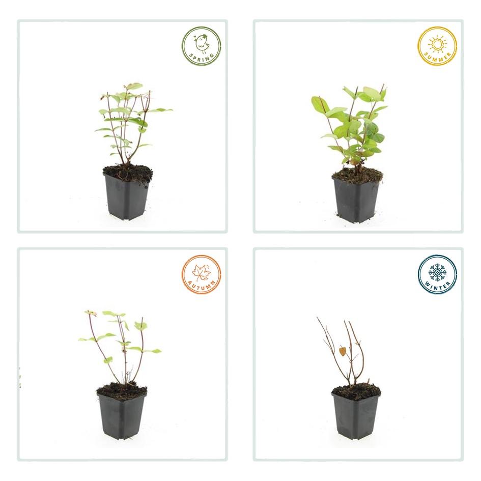 Hypericum inodorum 'Beauty' – 24 Pflanzen – ↕10-25cm – Ø9cm – Johanniskraut-Strauch – Goldgelbe Sommerblüten – Winterhart & pflegeleicht – Für Sonne & Halbschatten 