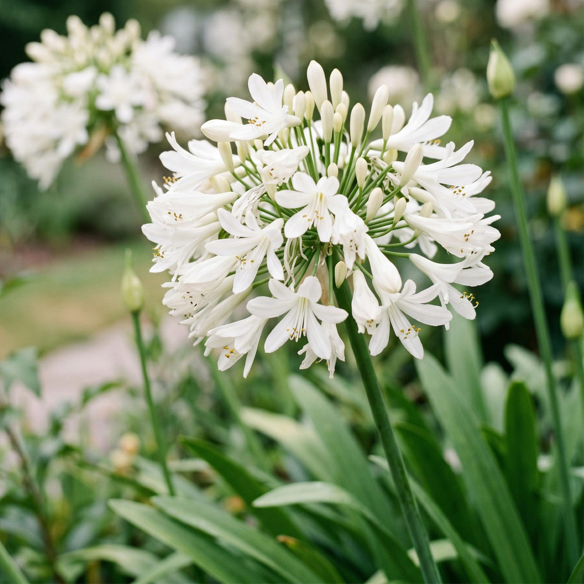 Weiße Schmucklilie – Agapanthus africanus 'Albus' – Topf Ø11cm – Bienenfreundliche Staude für Garten & Balkon – Ansicht 5