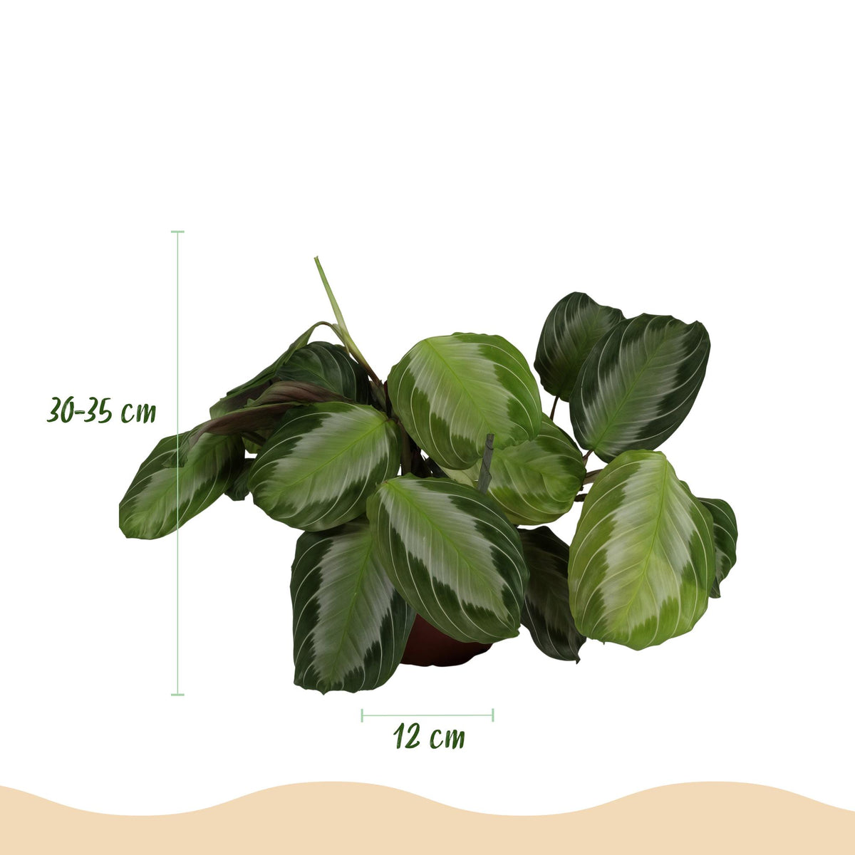 Maranta Fascinator Silverband Gebetspflanze – Haustierfreundliche Zimmerpflanze 12cm – Höhe ca.25cm – Dekorative Blattpflanze mit silberner Zeichnung für Wohnzimmer Büro & Schlafzimmer - Oasis of Life