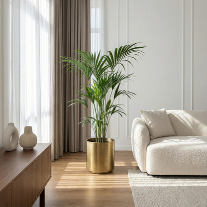 Howea Forsteriana – Kentia-Palme – 140–150cm – ø24cm – Pflegeleichte Zimmerpalme mit gefiederten Blättern – Tropische Grünpflanze für Innenräume – Robuste, luftreinigende Palmenart 