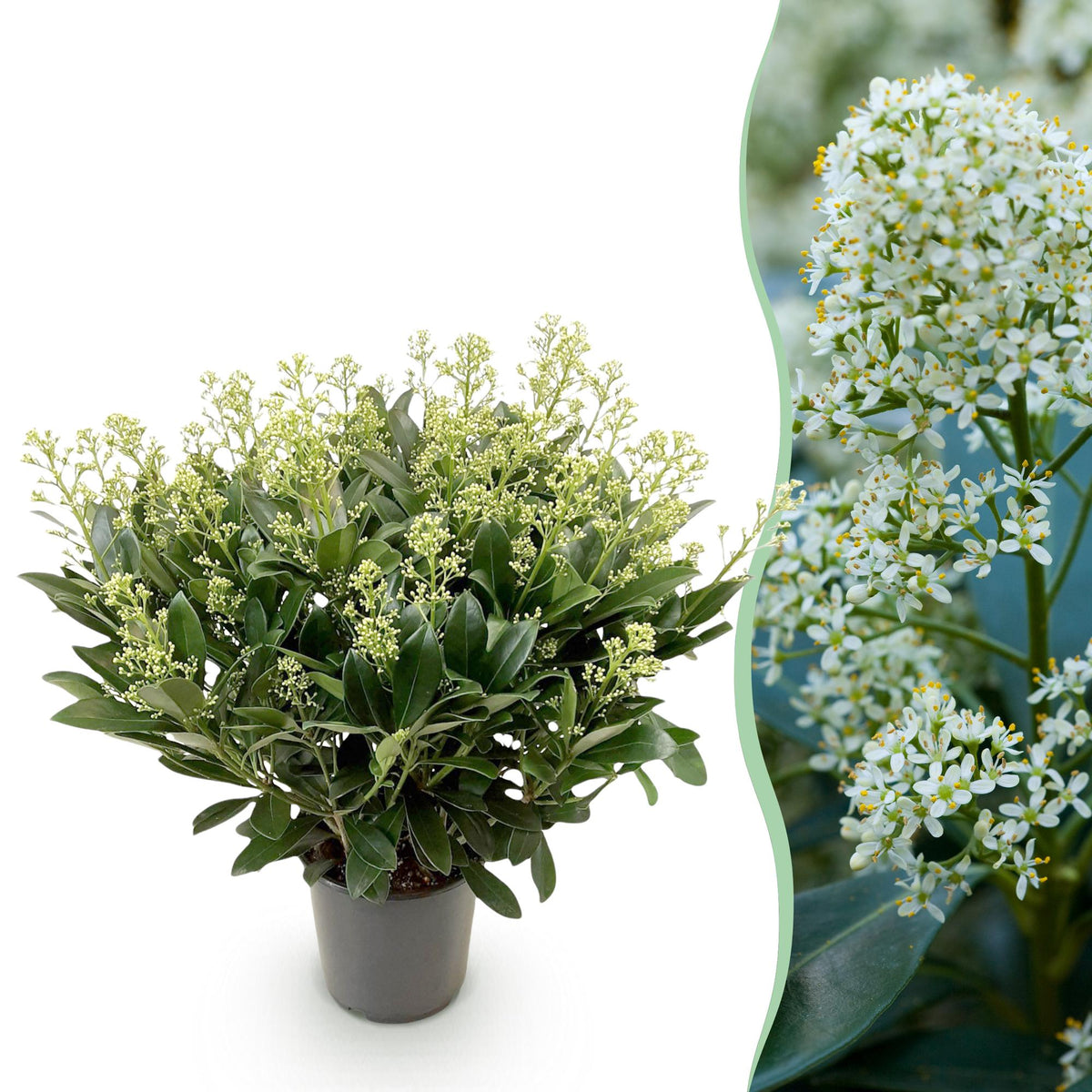 GreenboutiQ - Terrassenpflanze - Skimmia japonica Finchy - Blüte Weiß - 40+ Blüten - 1 Pflanze - Winterhart - Topf 19cm Höhe 60cm 