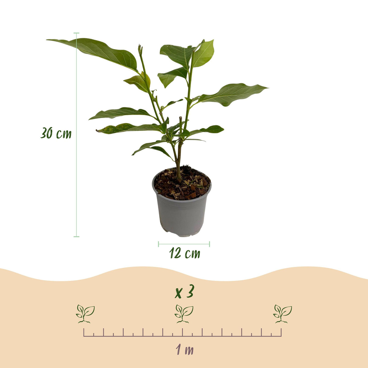 GreenboutiQ - Gartenpflanze - Magnolia Heaven Scent - Blüte Rosa - 1 Pflanze - Laubabwerfend - Wenig Pflege - Topf 12cm Höhe 30cm 