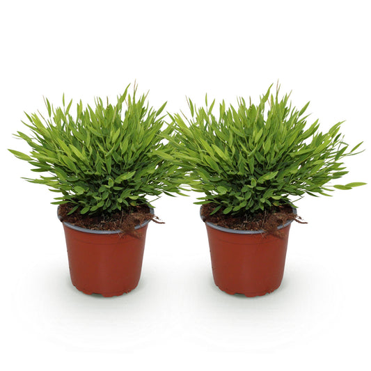 Green boutiQ - Zimmerpflanze - Bamusa Pogonatherum Monica - Bambusgras - Haustierfreundlich - Grün - 2 Pflanzen - Topf 12cm - Höhe 30-35cm 