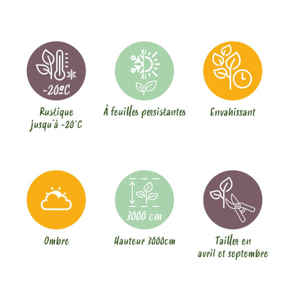 Kletterpflanze Hedera helix – Immergrün – Grüne Blätter – 11 cm x H40 cm – Pflegeleicht – Für Garten, Balkon & Innenräume 