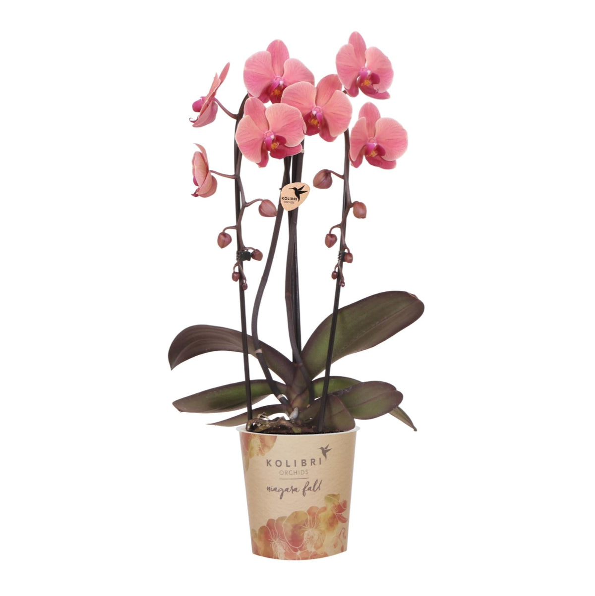 Kolibri Orchids | Lachsrosa Orchidee Topfgröße Ø12cm | Narbonne | Blühende Zimmerpflanze – Frisch vom Züchter 