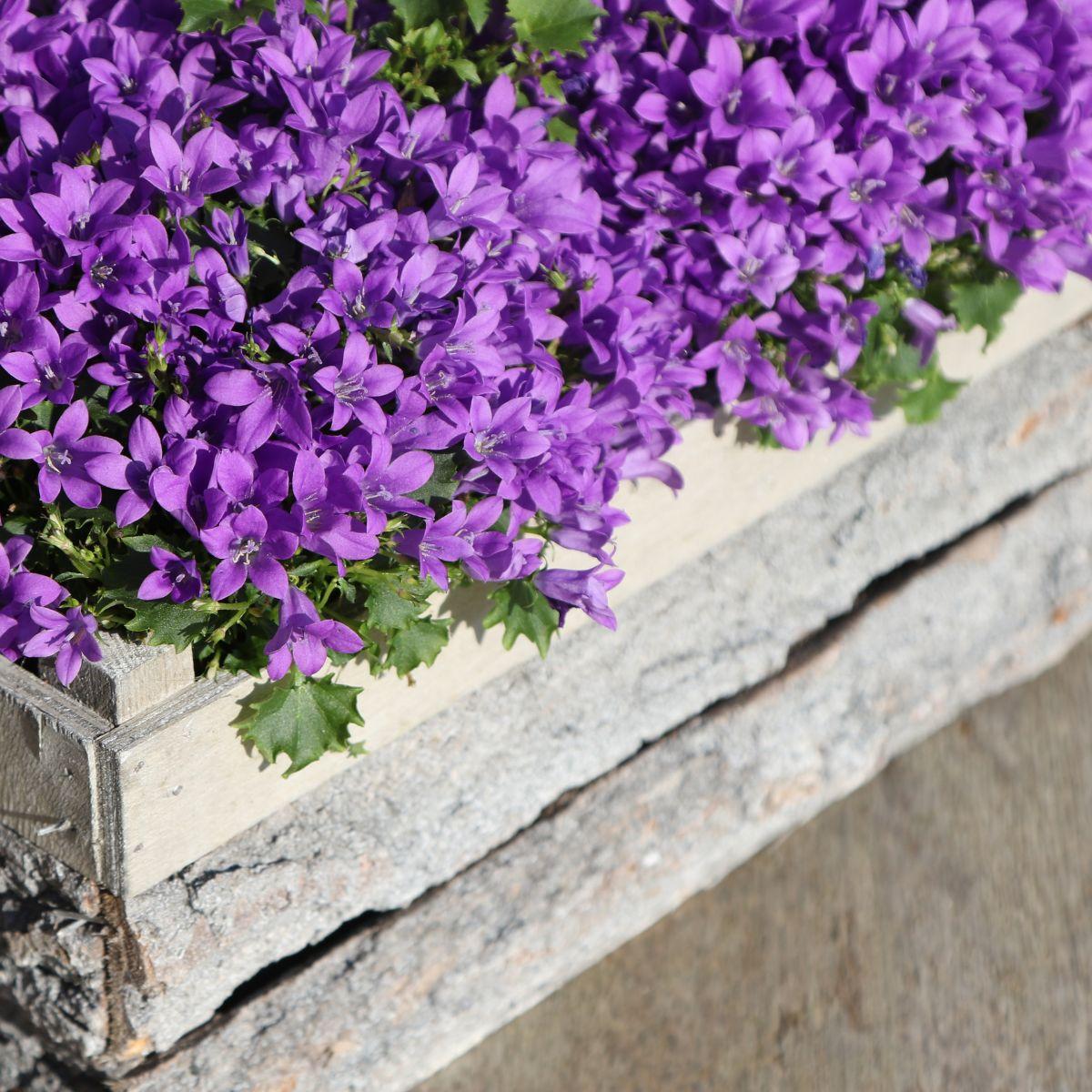 Campanula Addenda Ambella lila 6er Set – Glockenblume violett Topfgröße 12cm – winterhart, lang blühend – Ansicht 16