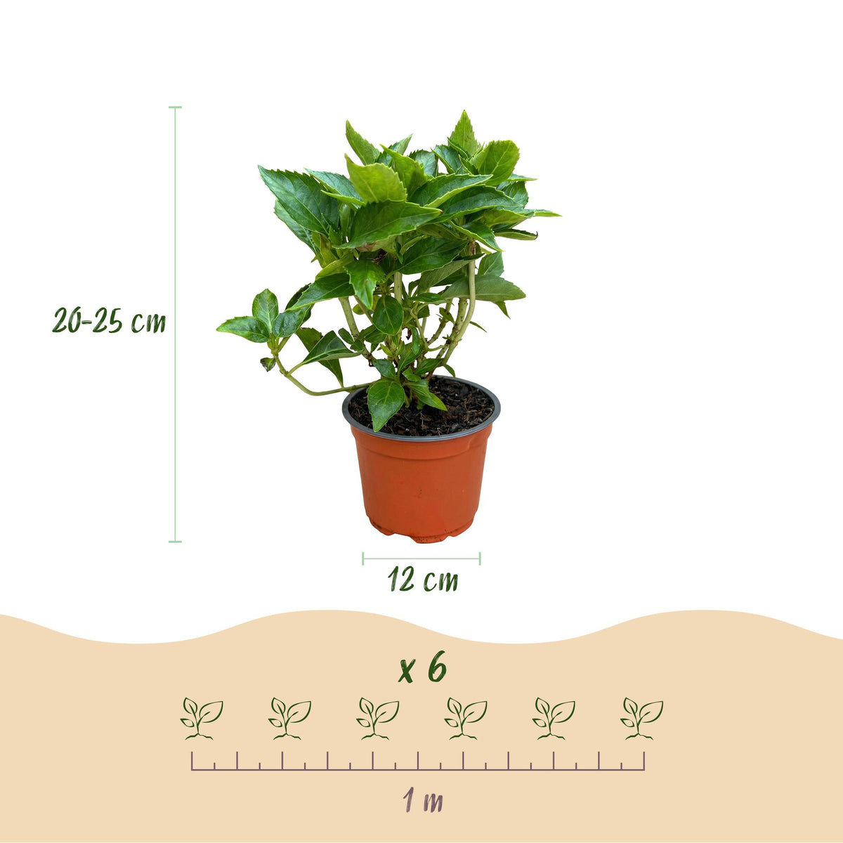 Green boutiQ - Gartenpflanze - Hydrangea macrophylla Rot - Hortensie - Winterhart - Rot - 1 Pflanze - Topf 12cm - Höhe 20-30cm 