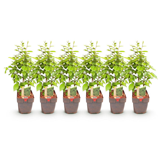 Gemeine Hainbuche Carpinus betulus – Heckenpflanze – 6 Pflanzen – 1 laufender Meter – 17 cm – Höhe 55 cm – Dichtes Laub – Privatsphäre 