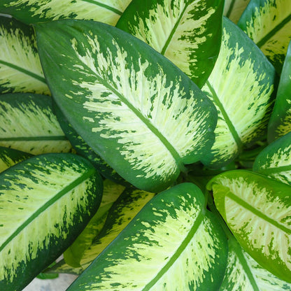 Green boutiQ - Zimmerpflanzen - Diefenbachia Tropic Snow - Dieffenbachia - Wenig Pflege - Bunt - 1 Pflanze - Topf 21cm - Höhe 90-100cm 