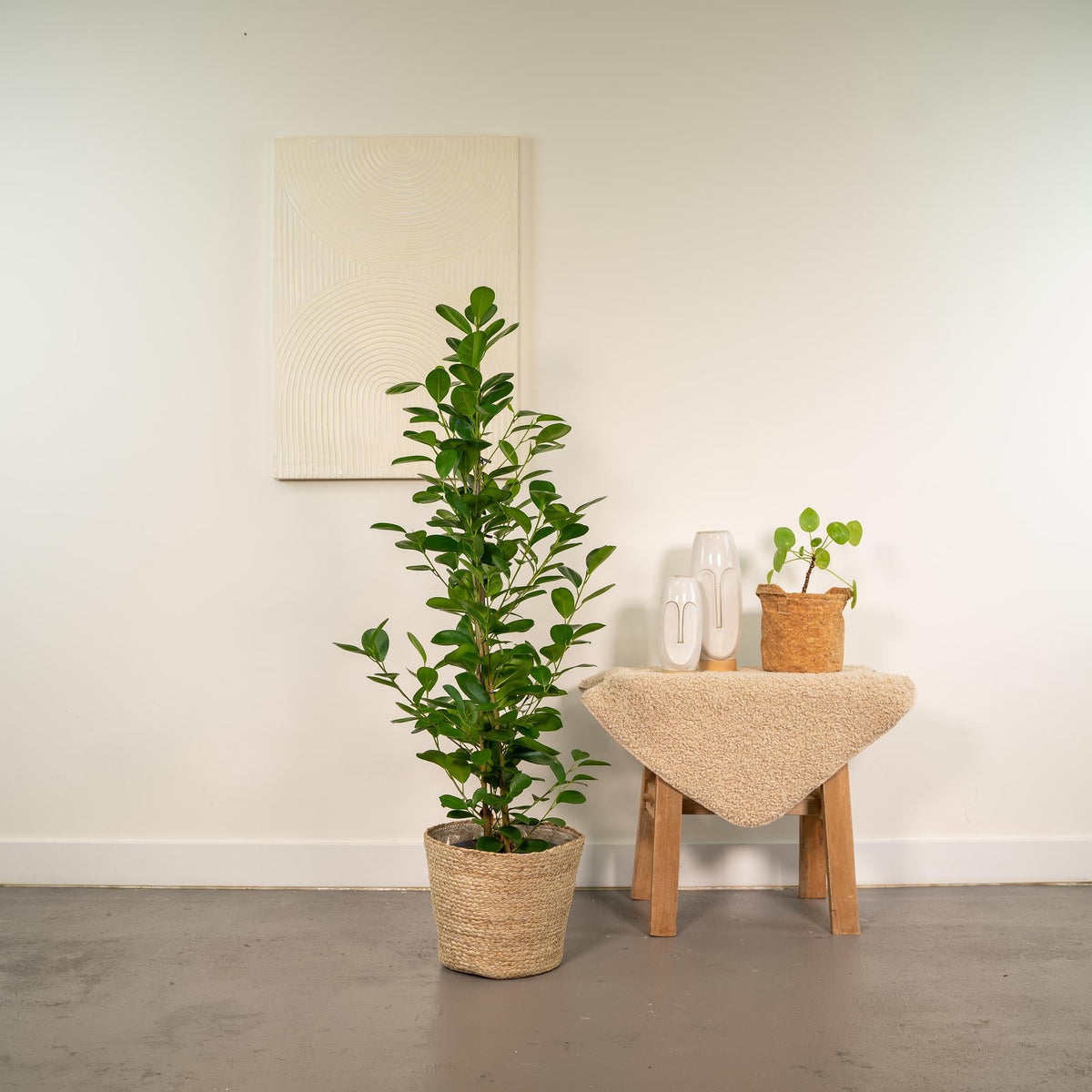 Ficus microcarpa Moclame - Ø21cm - ↕95cm + Korb Selin 