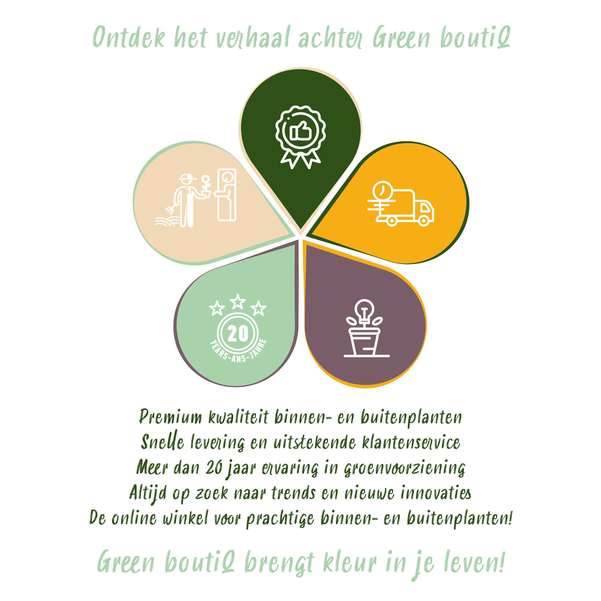 Lampenputzergras 'Black Beauty' – Pennisetum alopecuroides 'Black Beauty' – Topf Ø11cm – Ansicht 12