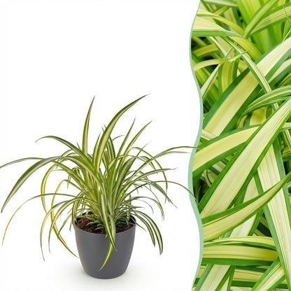 Green boutiQ - Zimmerpflanze - Chlorophytum comosum Variegatum - Bunte Graslilie - Haustierfreundliche Pflanze - Grün - 1 Pflanze - mit Potter Grau - Topf 12cm - Höhe 20cm 