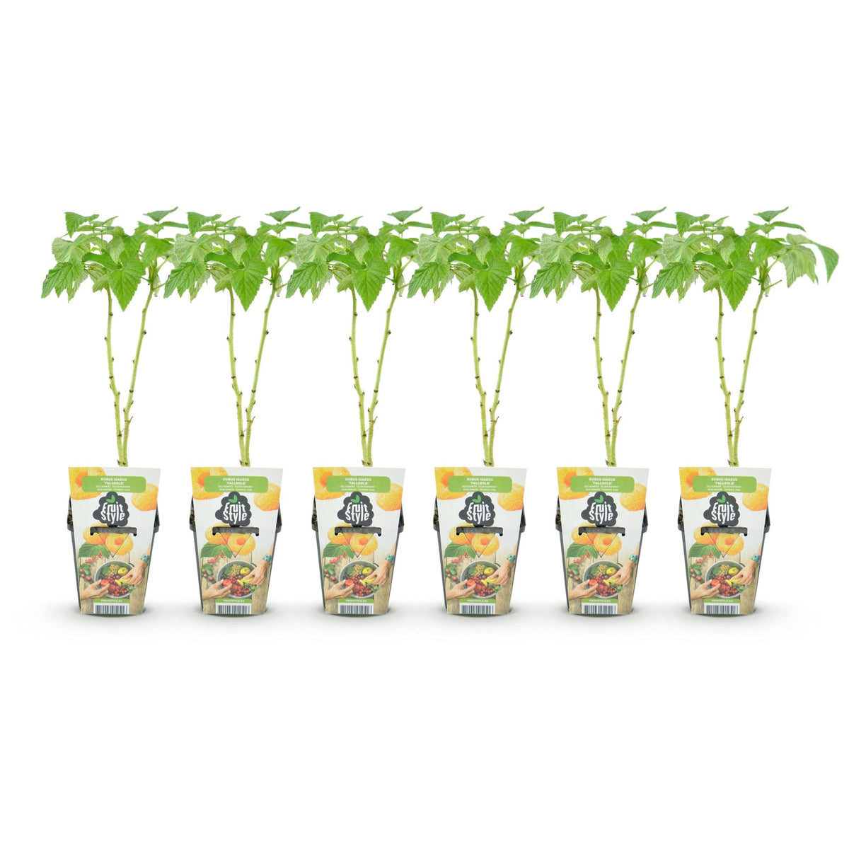 GreenboutiQ - Obstpflanzen - Himbeere - Rubus idaeus Fallgold - Winterhart - 6 Pflanzen - Topf 9 cm - Gelbe Himbeere 