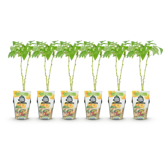 GreenboutiQ - Obstpflanzen - Himbeere - Rubus idaeus Fallgold - Winterhart - 6 Pflanzen - Topf 9 cm - Gelbe Himbeere 