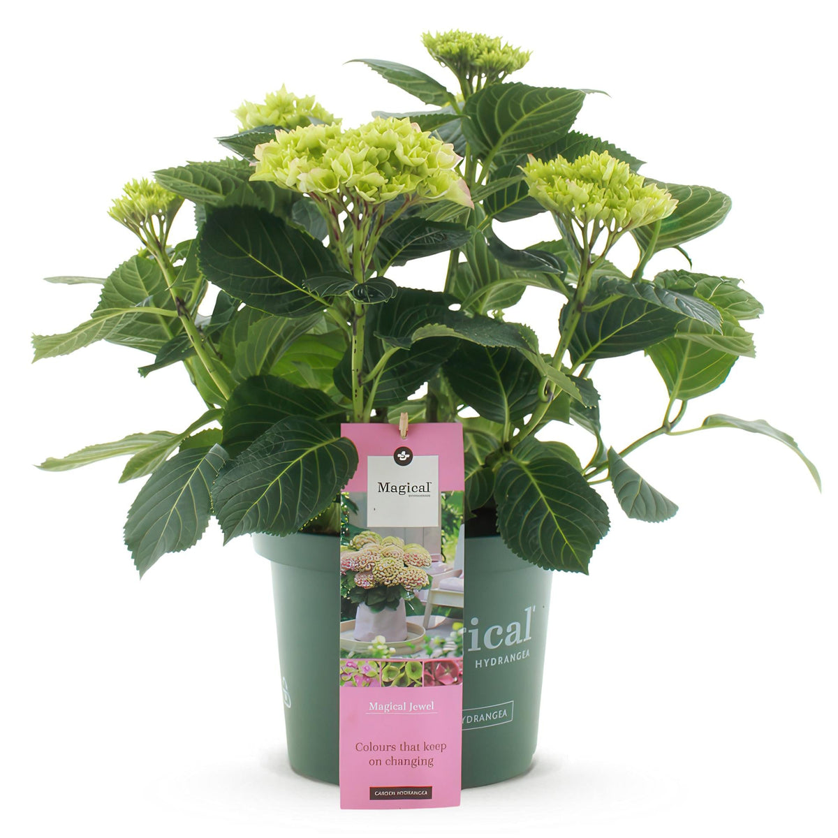 Hortensie Magical Jewel Pink – Hydrangea macrophylla – Rosa – Balkonpflanze – Im 23 cm Topf – Ca. 55 cm hoch – 6–10 Blüten – Für Balkon, Terrasse & Beet – Reichblühend & Farbakzent 