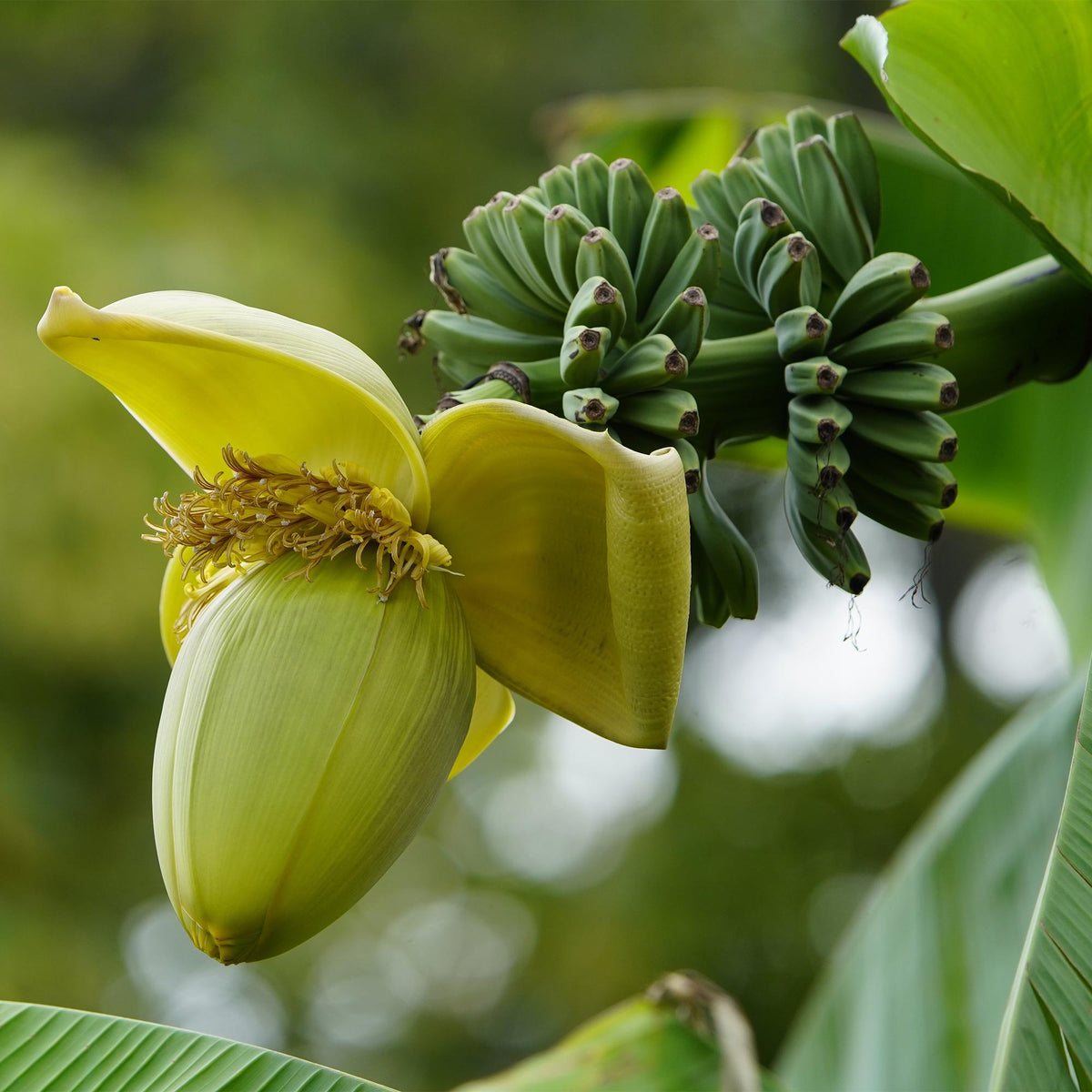 Bananenpflanze Musa Basjoo – 2 Pflanzen – Winterhart – Obstpflanze – Ø12 cm, Höhe ca. 30 cm – Exotische Gartenbanane für Beet, Terrasse & Balkon 